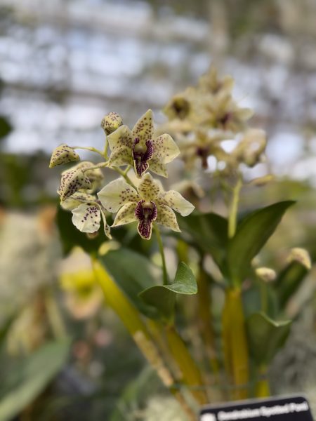 Photo 403 from 2026 Orchid Show