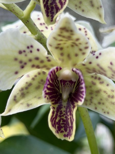 Photo 404 from 2026 Orchid Show