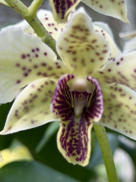Photo 405 from 2026 Orchid Show