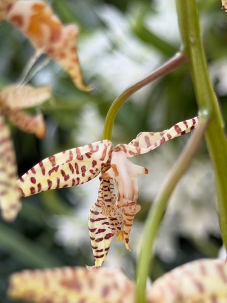 Photo 406 from 2026 Orchid Show