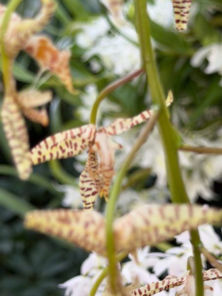 Photo 407 from 2026 Orchid Show
