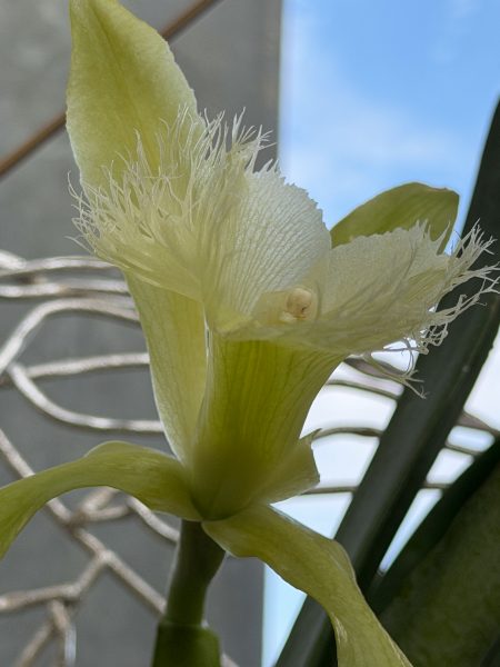 Photo 411 from 2026 Orchid Show