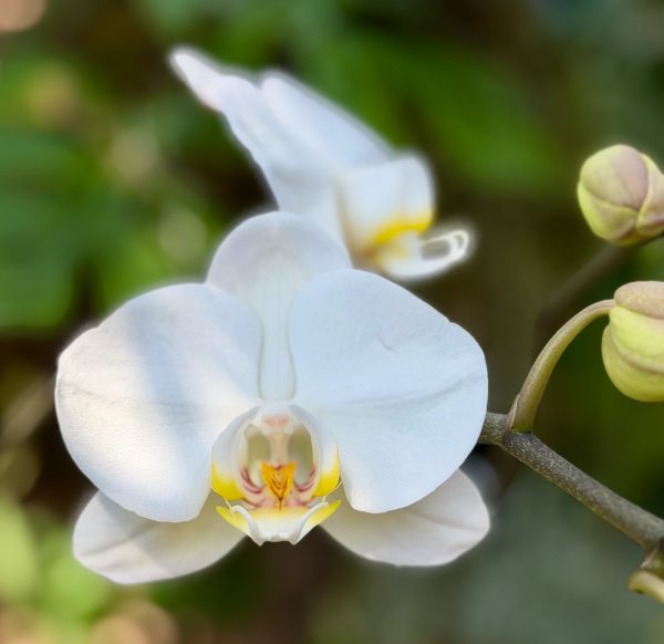 Photo 44 from 2026 Orchid Show