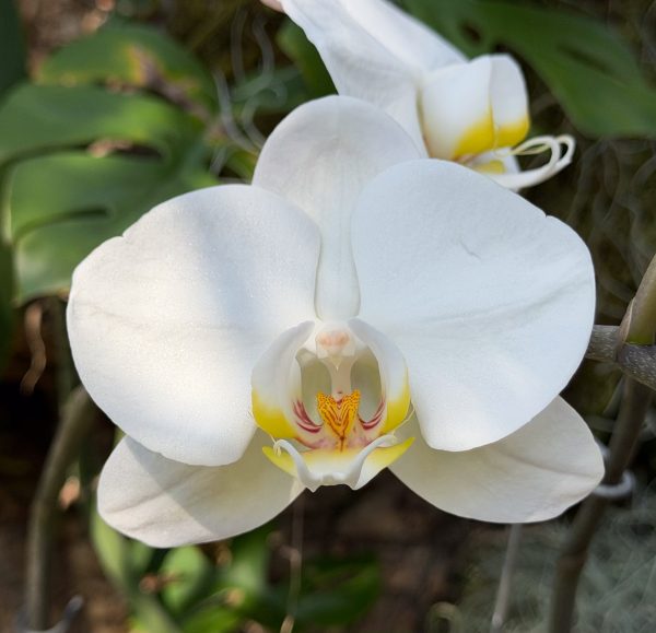 Photo 45 from 2026 Orchid Show