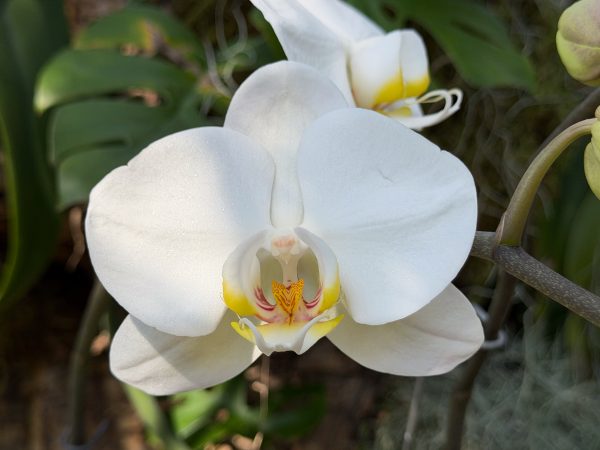 Photo 46 from 2026 Orchid Show