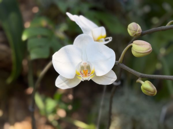 Photo 47 from 2026 Orchid Show