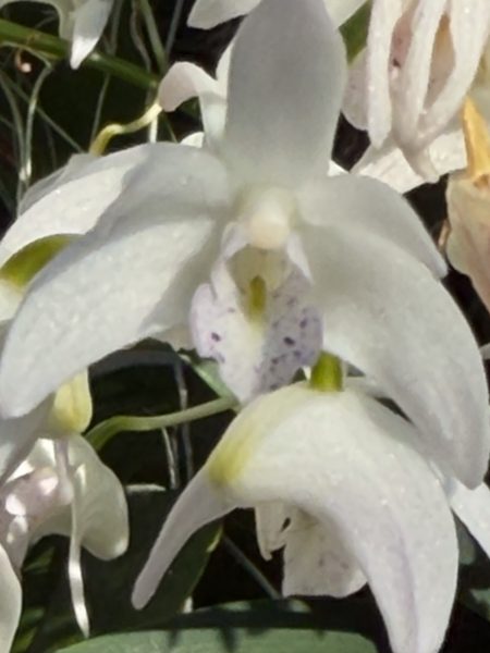 Photo 52 from 2026 Orchid Show