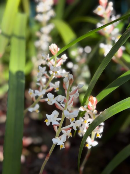 Photo 53 from 2026 Orchid Show