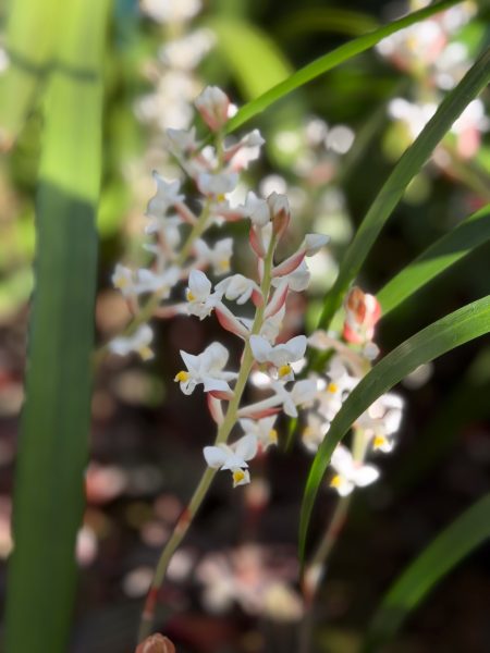 Photo 54 from 2026 Orchid Show