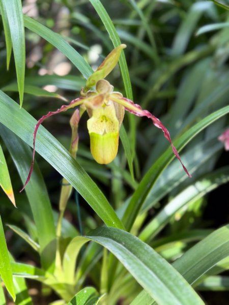 Photo 60 from 2026 Orchid Show