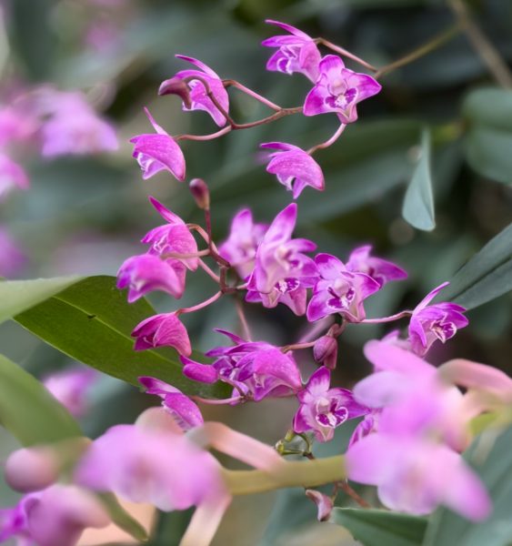 Photo 66 from 2026 Orchid Show