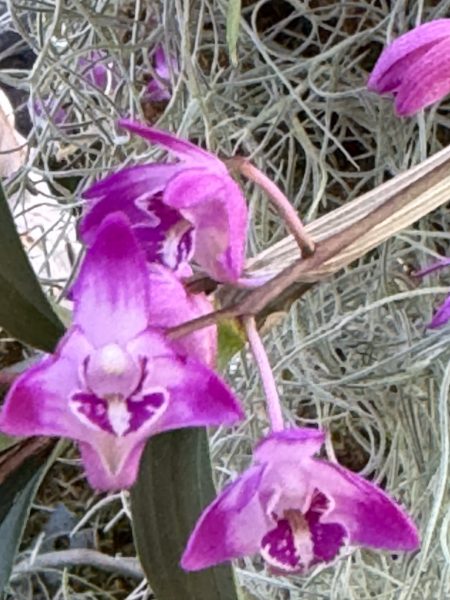 Photo 68 from 2026 Orchid Show