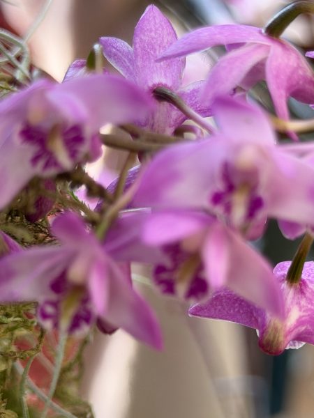 Photo 69 from 2026 Orchid Show