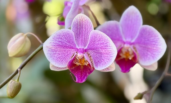Photo 73 from 2026 Orchid Show