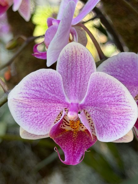Photo 75 from 2026 Orchid Show