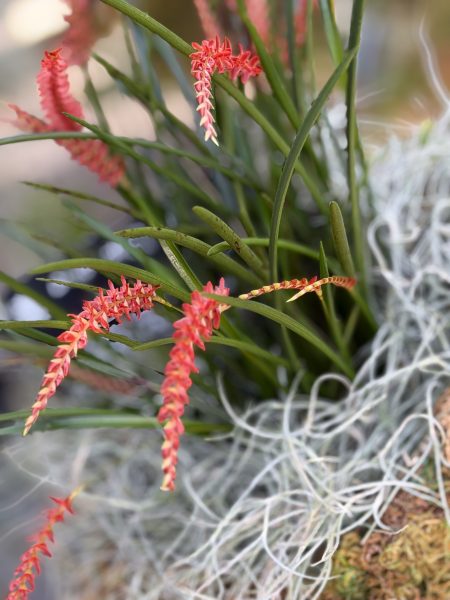 Photo 76 from 2026 Orchid Show
