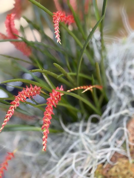 Photo 77 from 2026 Orchid Show