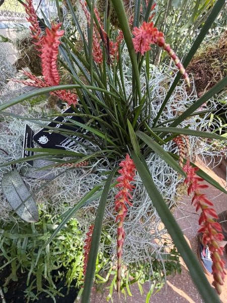 Photo 79 from 2026 Orchid Show
