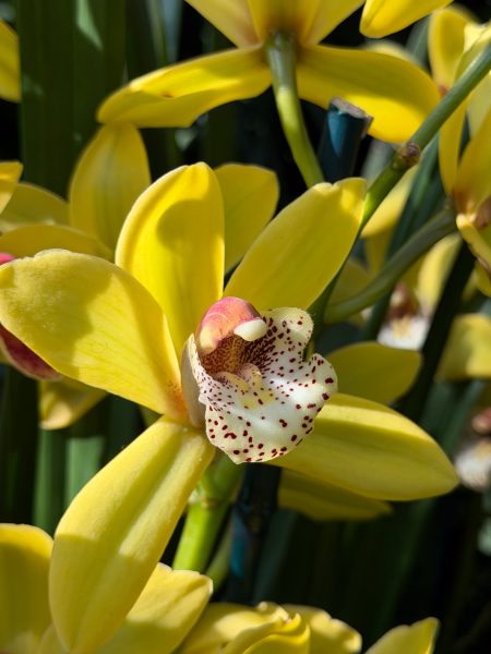 Photo 8 from 2026 Orchid Show