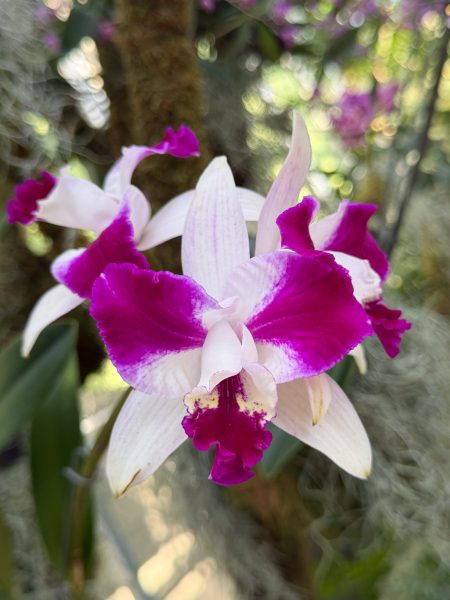 Photo 81 from 2026 Orchid Show