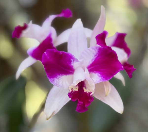 Photo 82 from 2026 Orchid Show