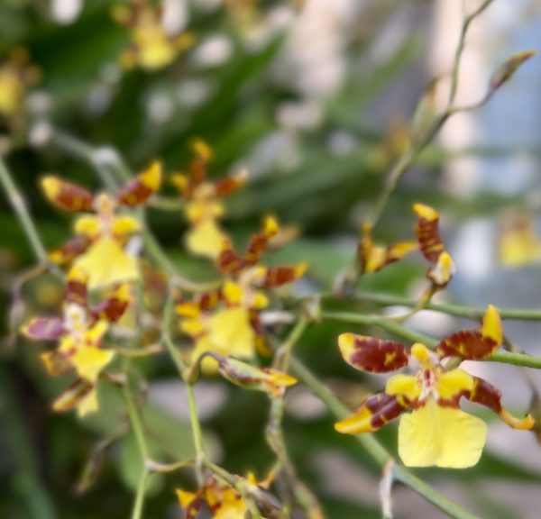 Photo 89 from 2026 Orchid Show