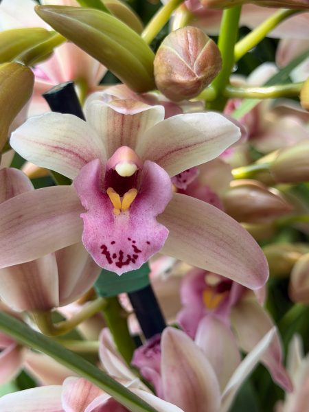 Photo 9 from 2026 Orchid Show