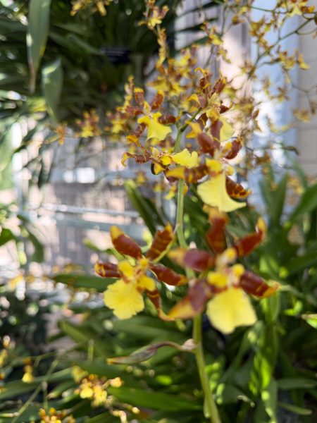Photo 96 from 2026 Orchid Show