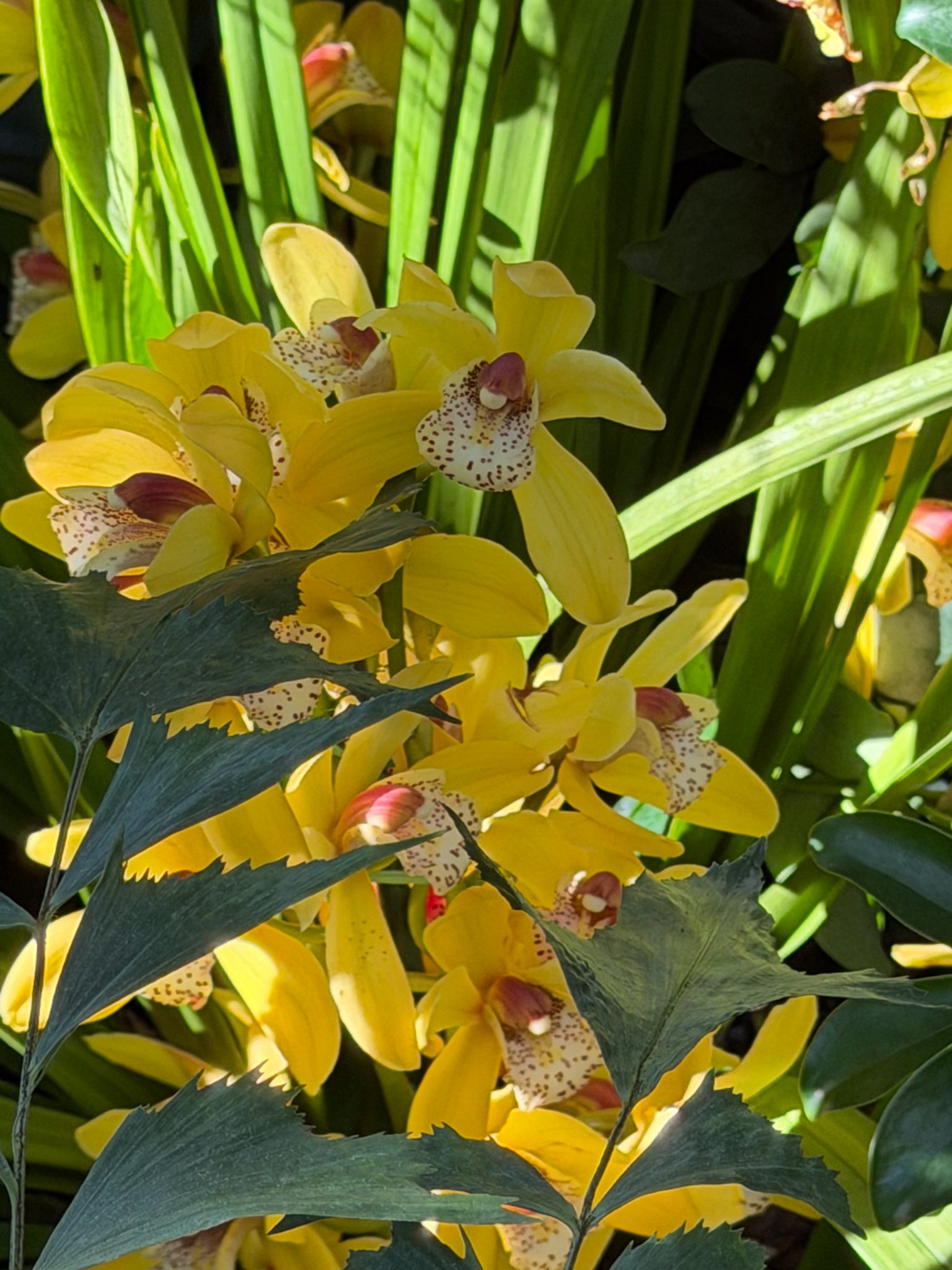 Photo 103 from 2026 Orchid Show