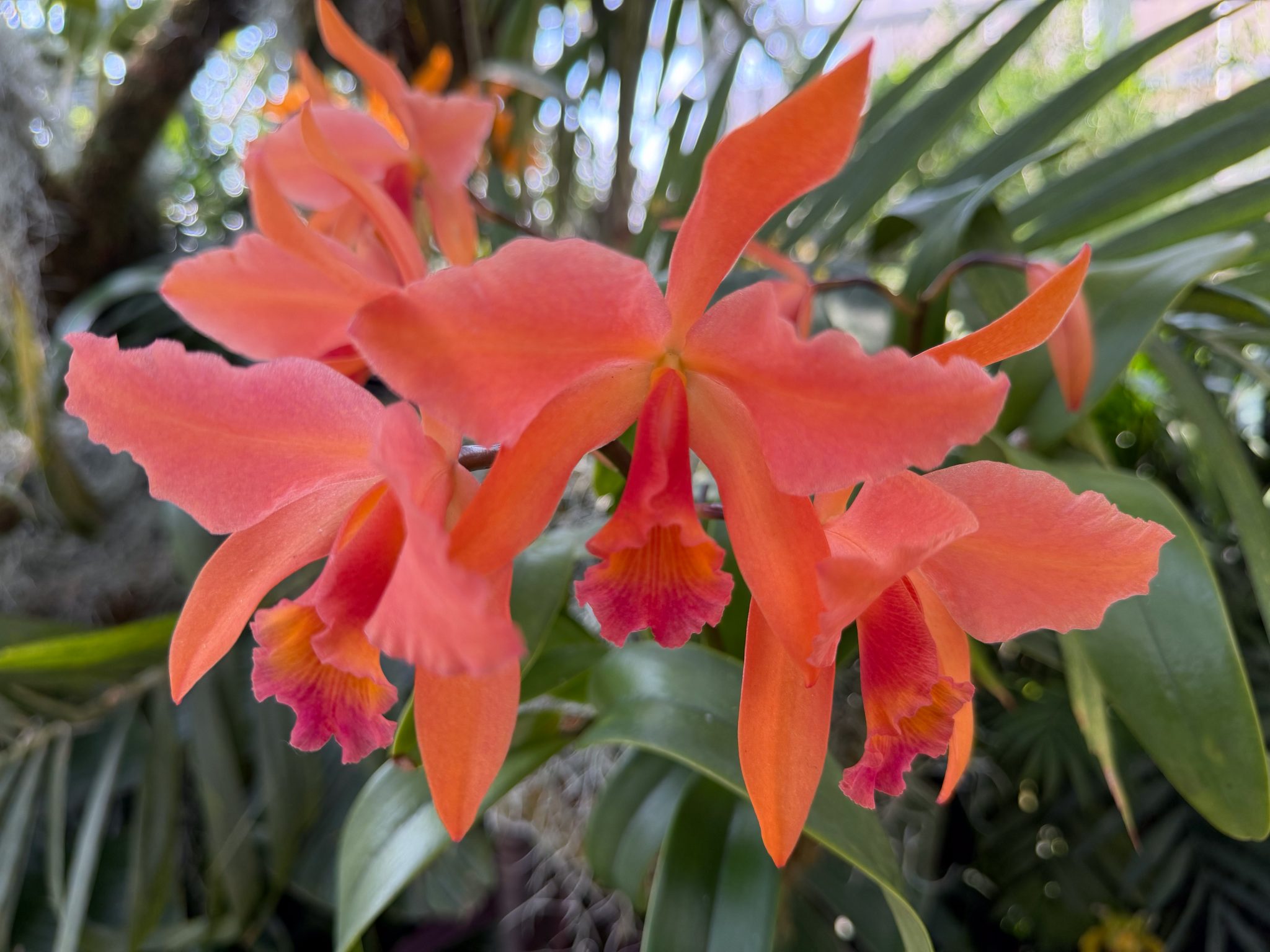 Photo 109 from 2026 Orchid Show