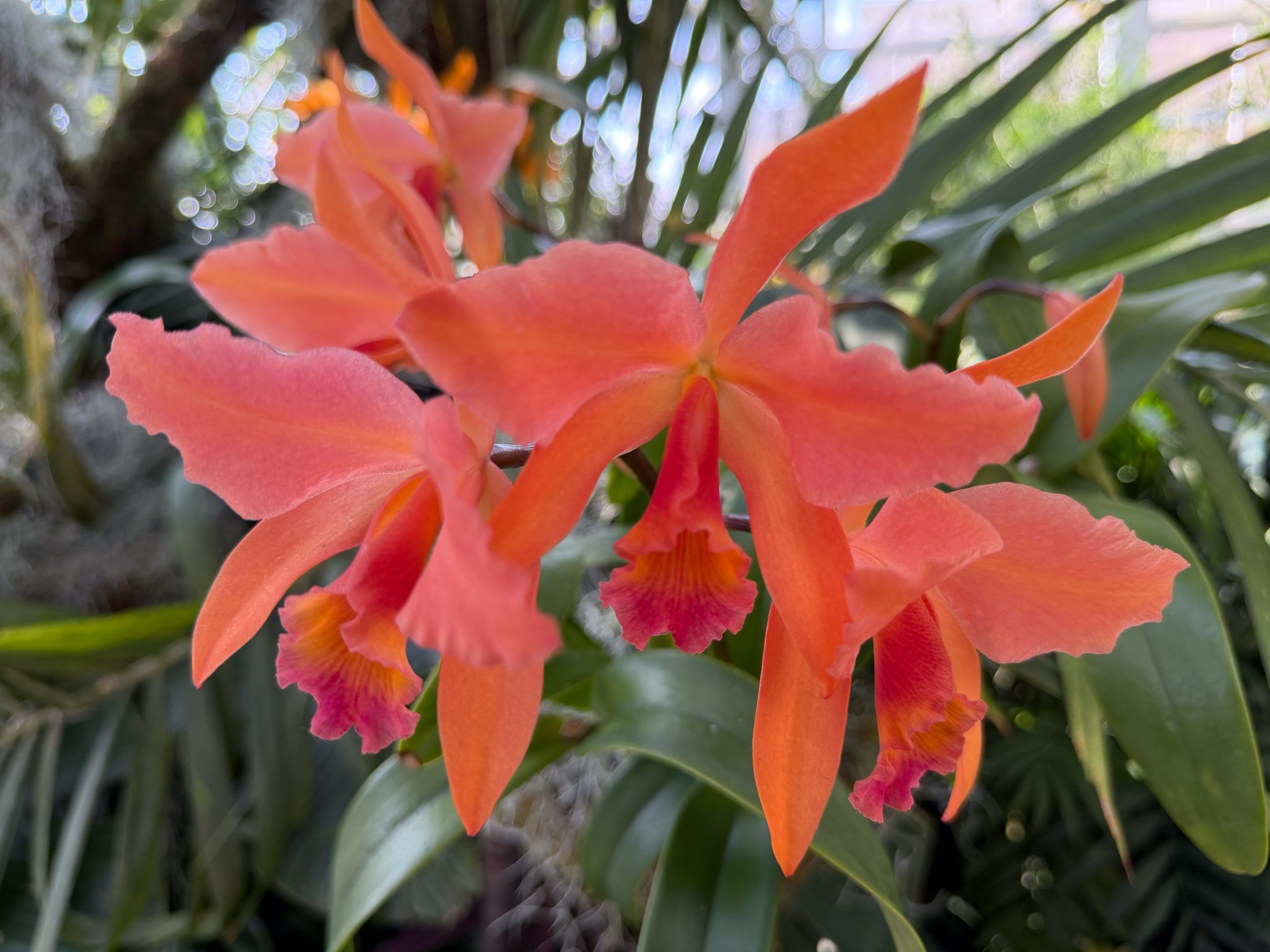 Photo 110 from 2026 Orchid Show