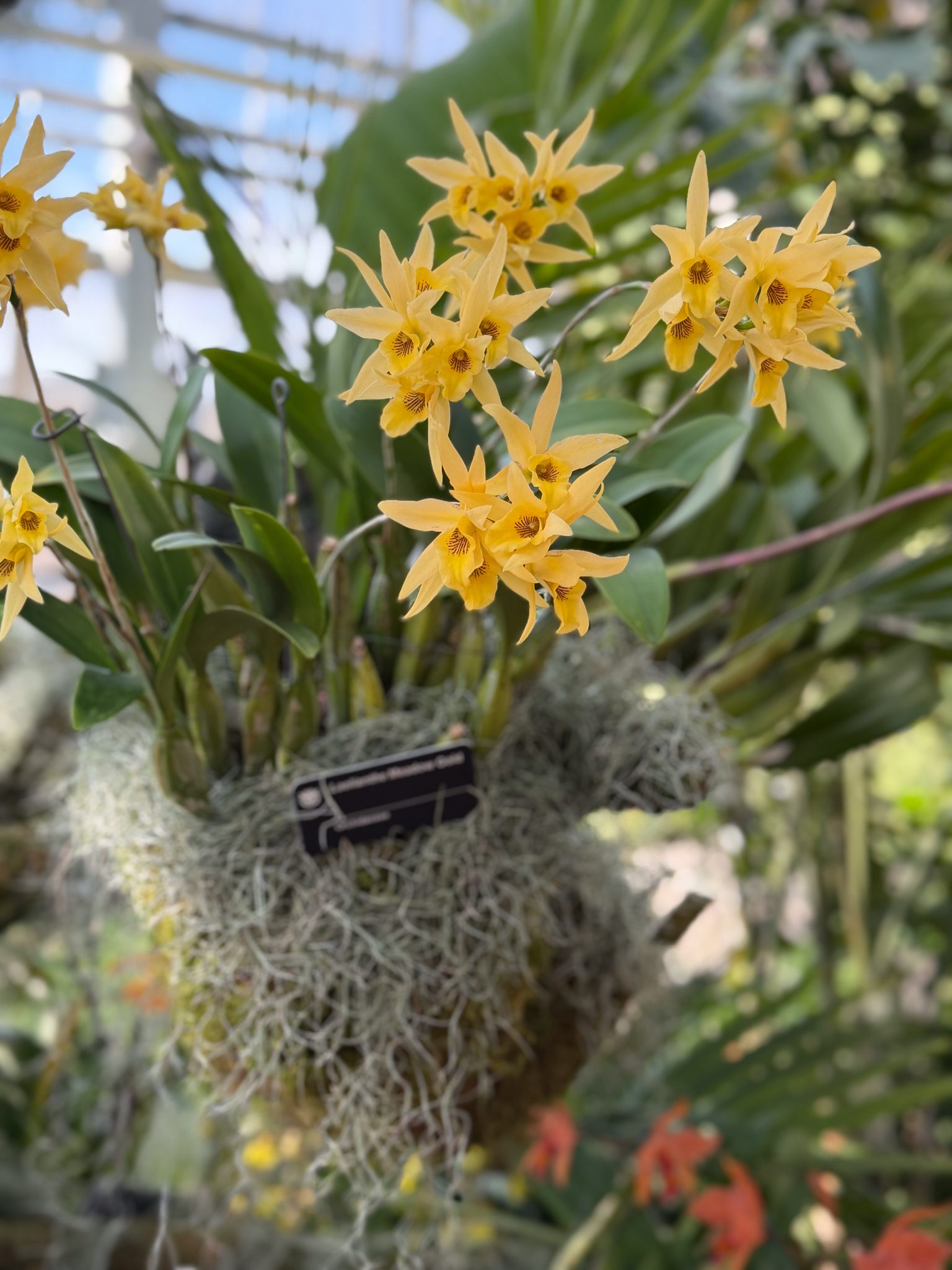 Photo 111 from 2026 Orchid Show