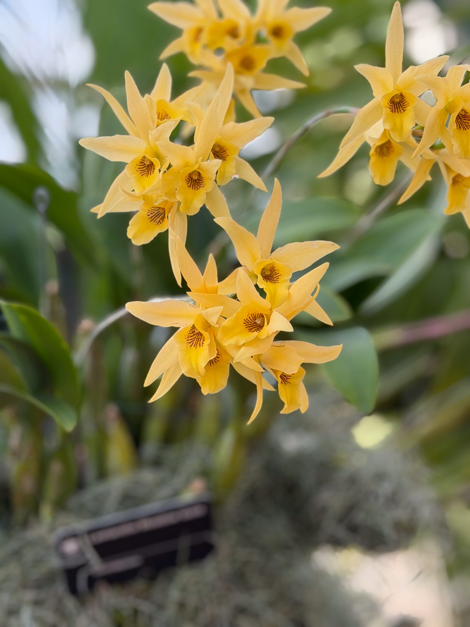 Photo 112 from 2026 Orchid Show