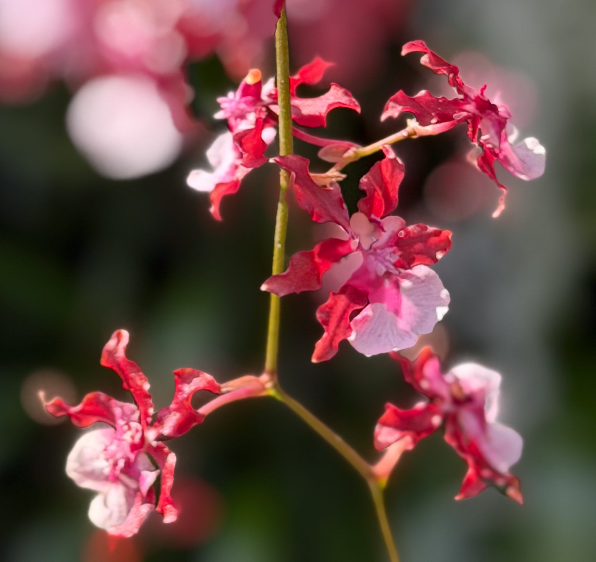 Photo 114 from 2026 Orchid Show