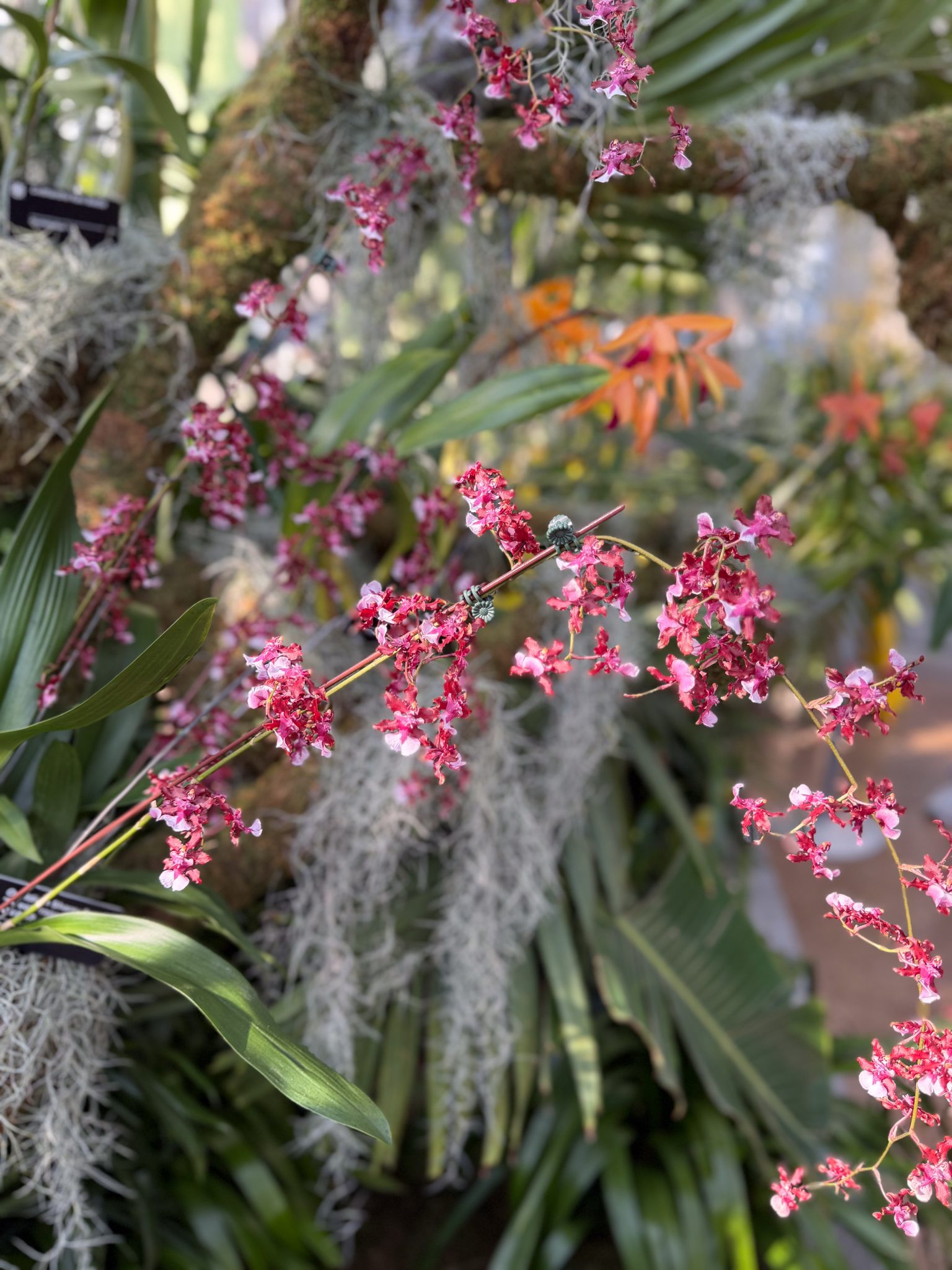 Photo 116 from 2026 Orchid Show