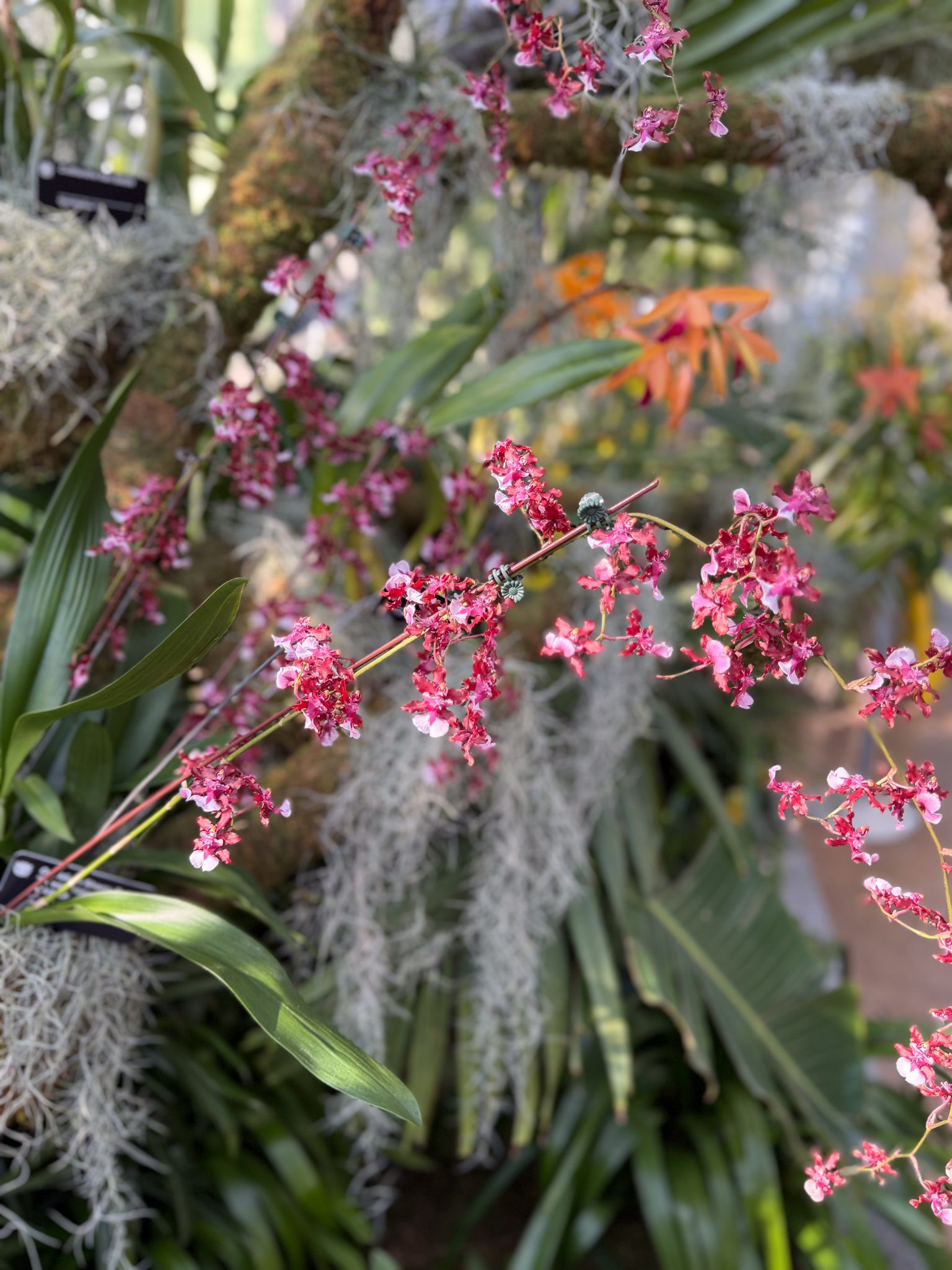 Photo 117 from 2026 Orchid Show