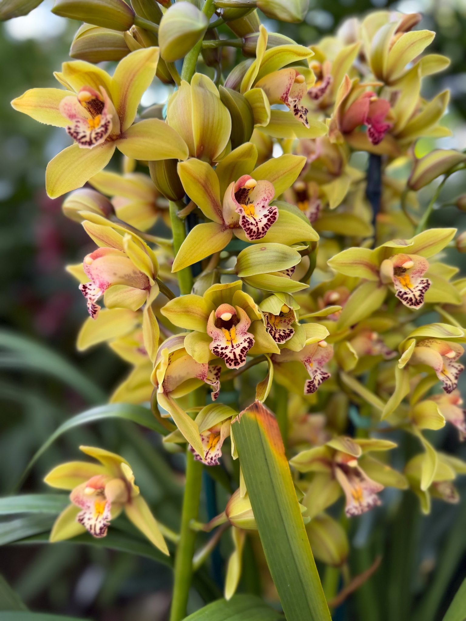 Photo 119 from 2026 Orchid Show