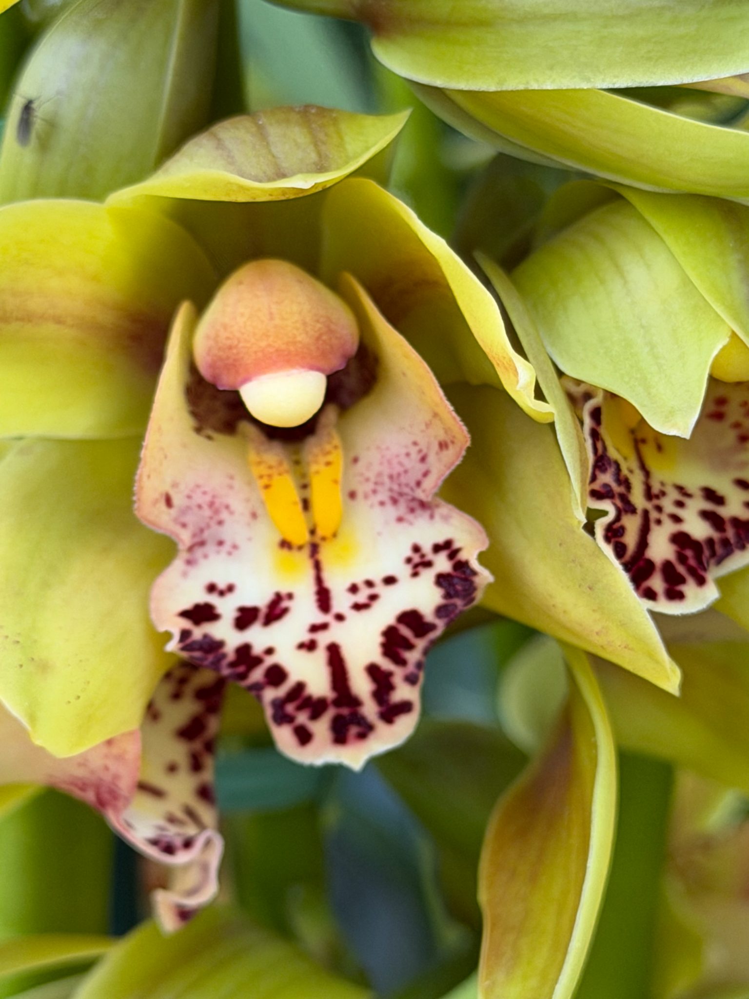 Photo 120 from 2026 Orchid Show