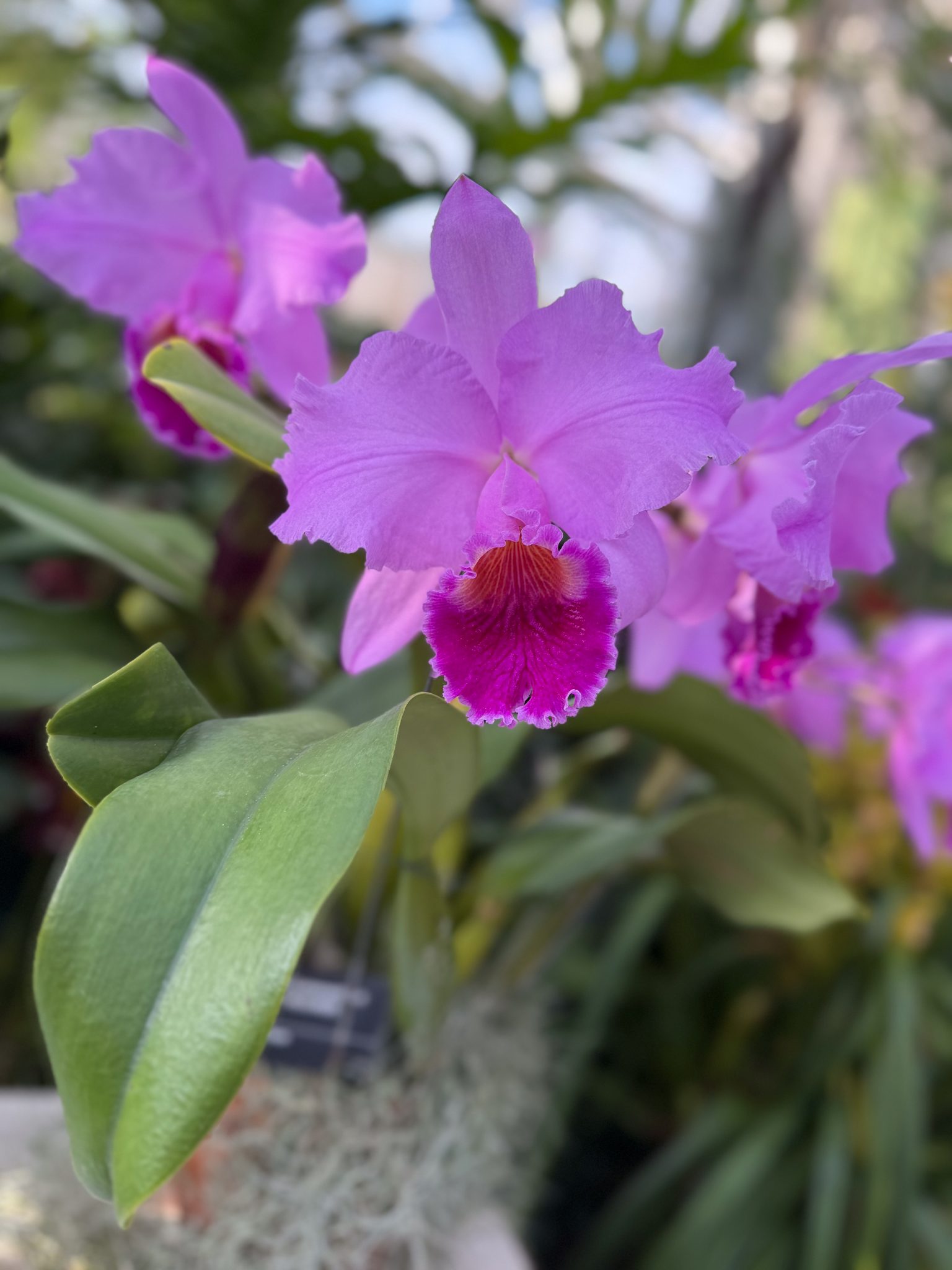 Photo 123 from 2026 Orchid Show