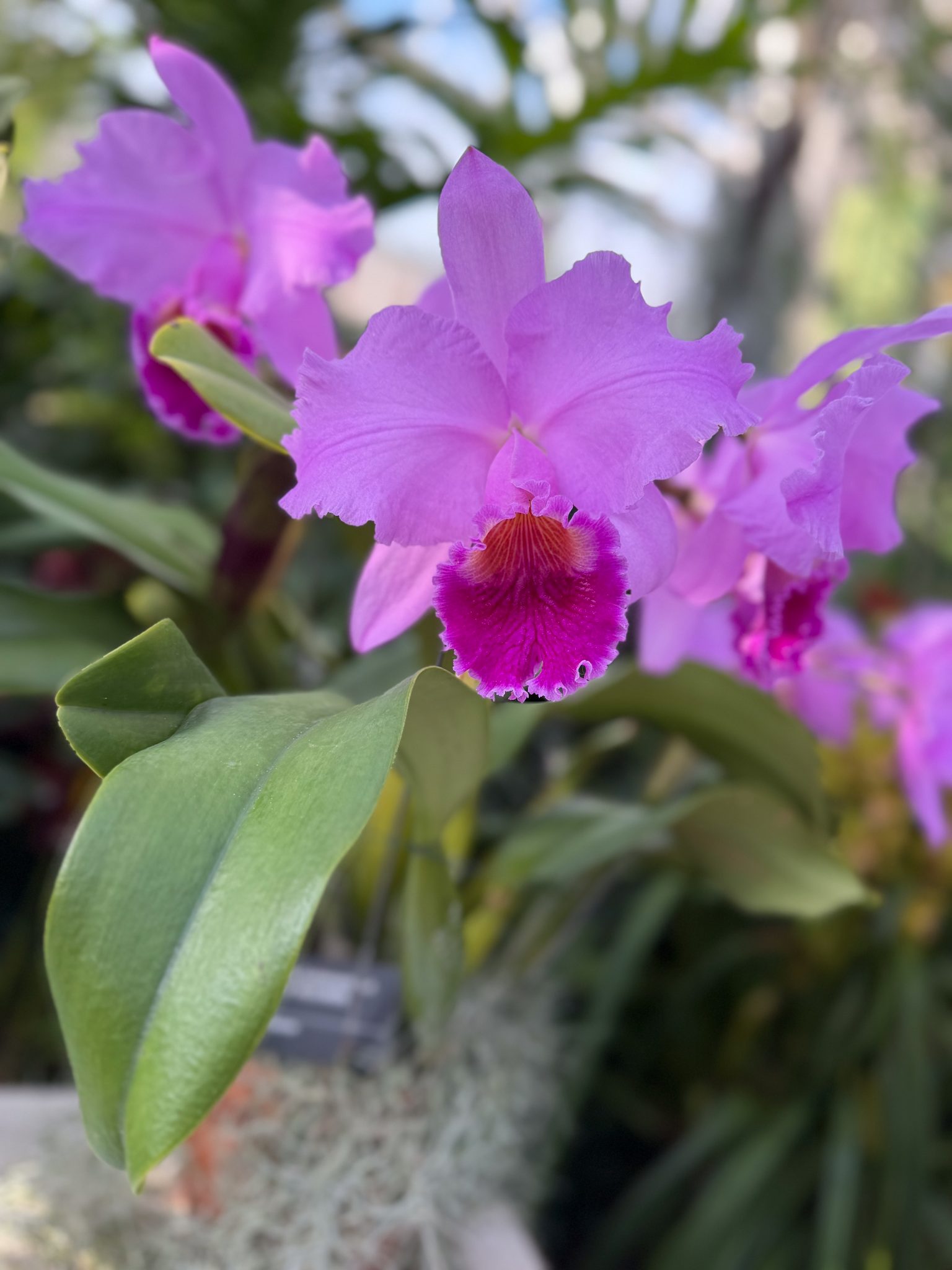 Photo 124 from 2026 Orchid Show