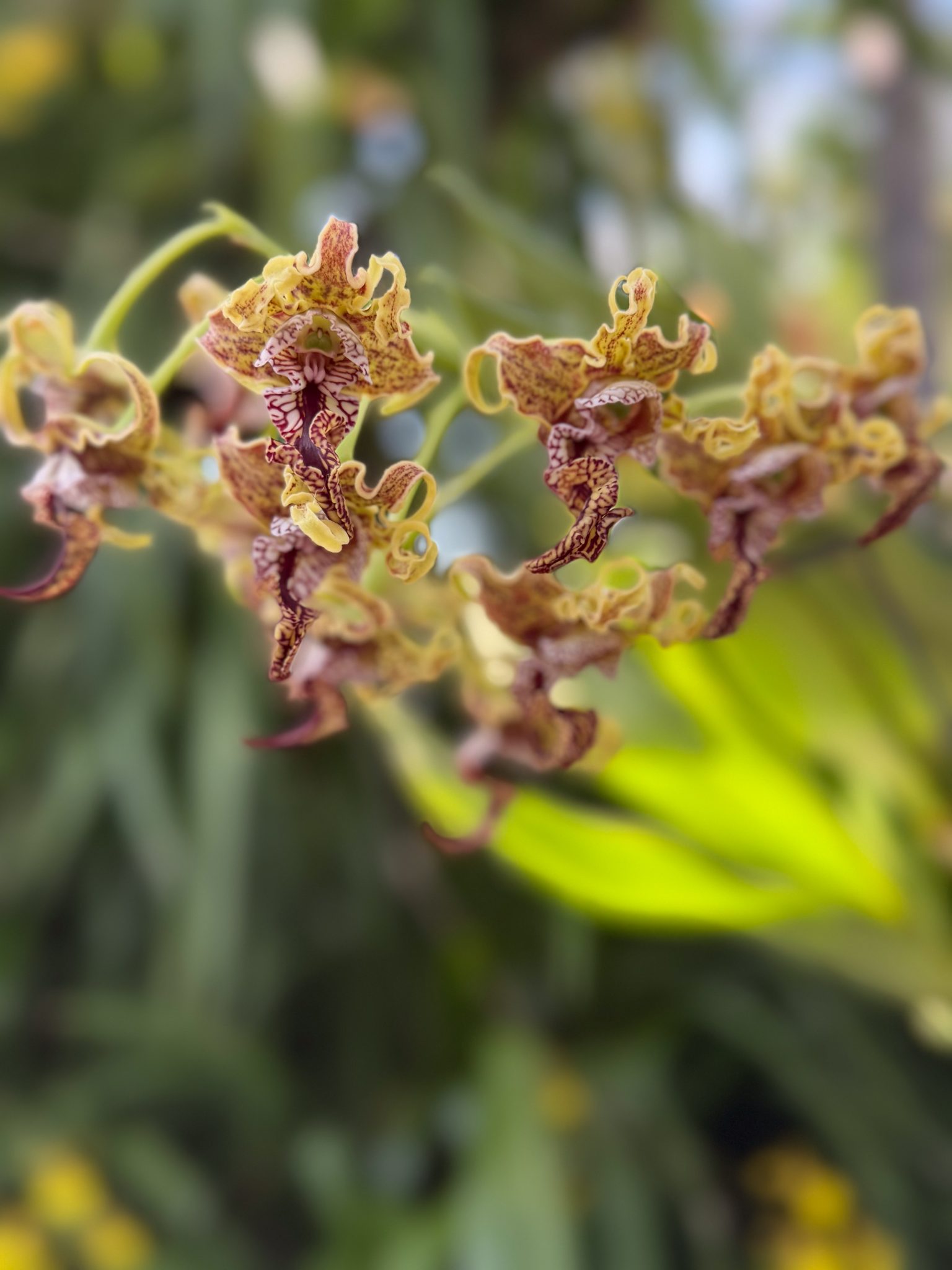 Photo 128 from 2026 Orchid Show