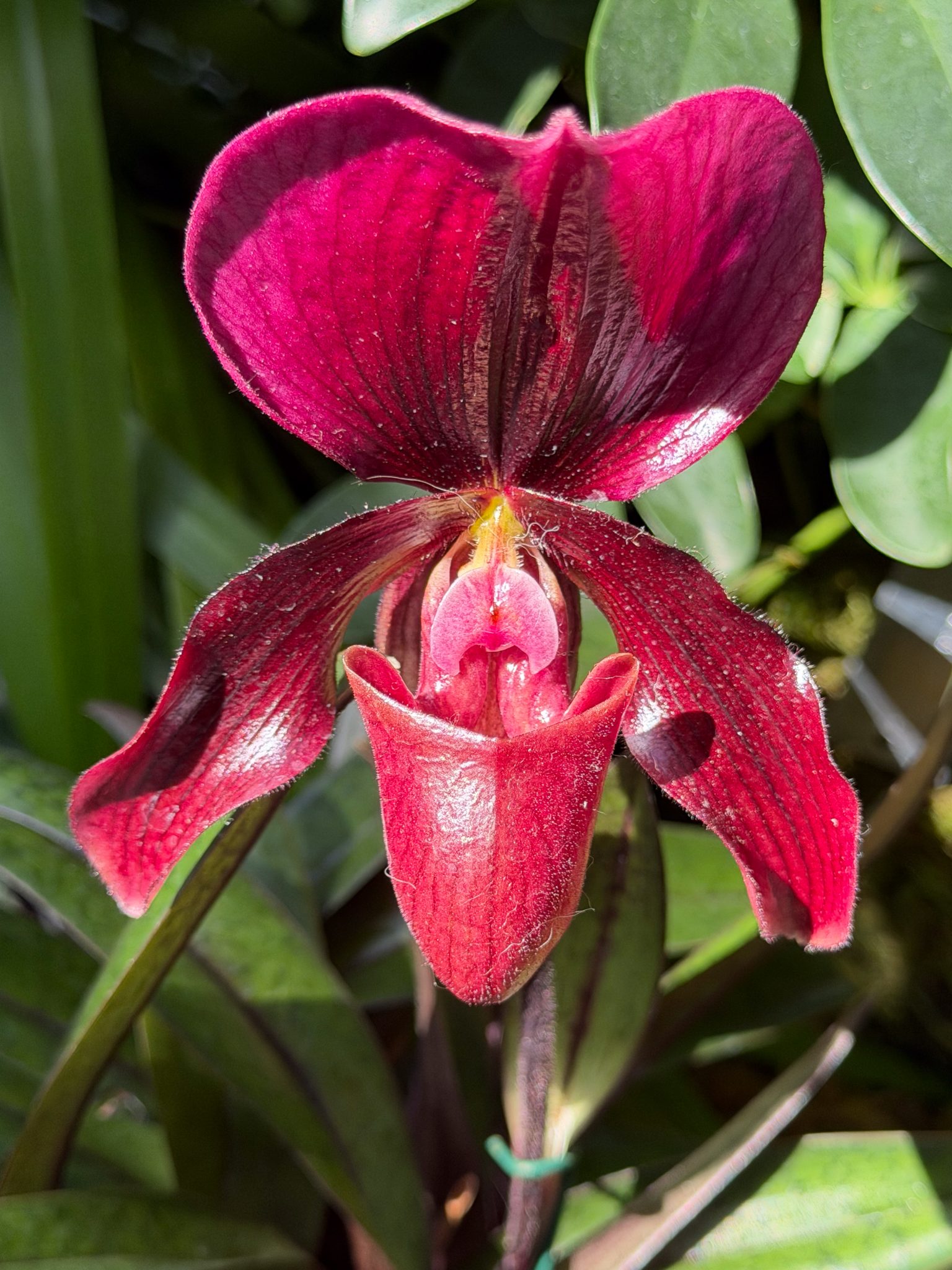 Photo 13 from 2026 Orchid Show