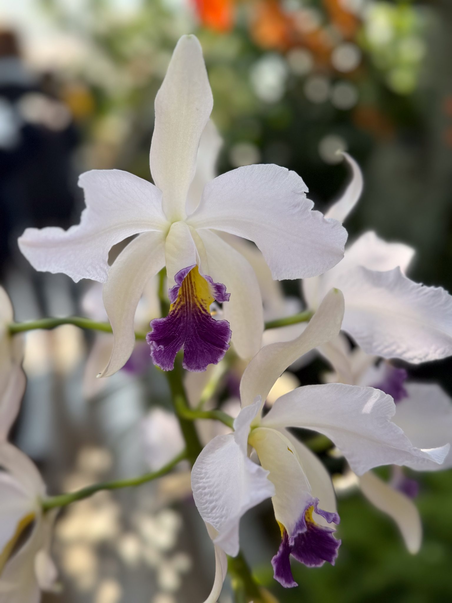 Photo 131 from 2026 Orchid Show