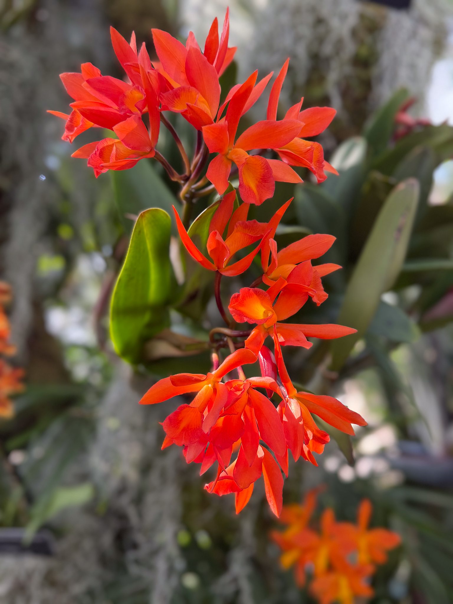Photo 132 from 2026 Orchid Show