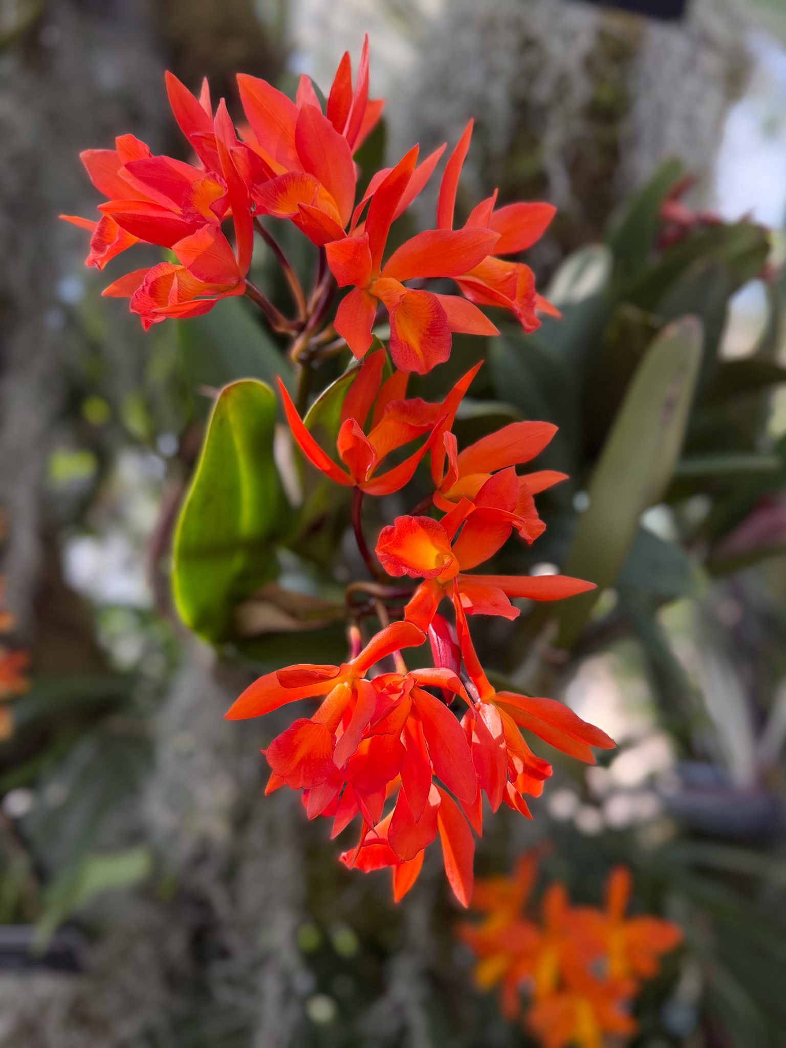 Photo 133 from 2026 Orchid Show