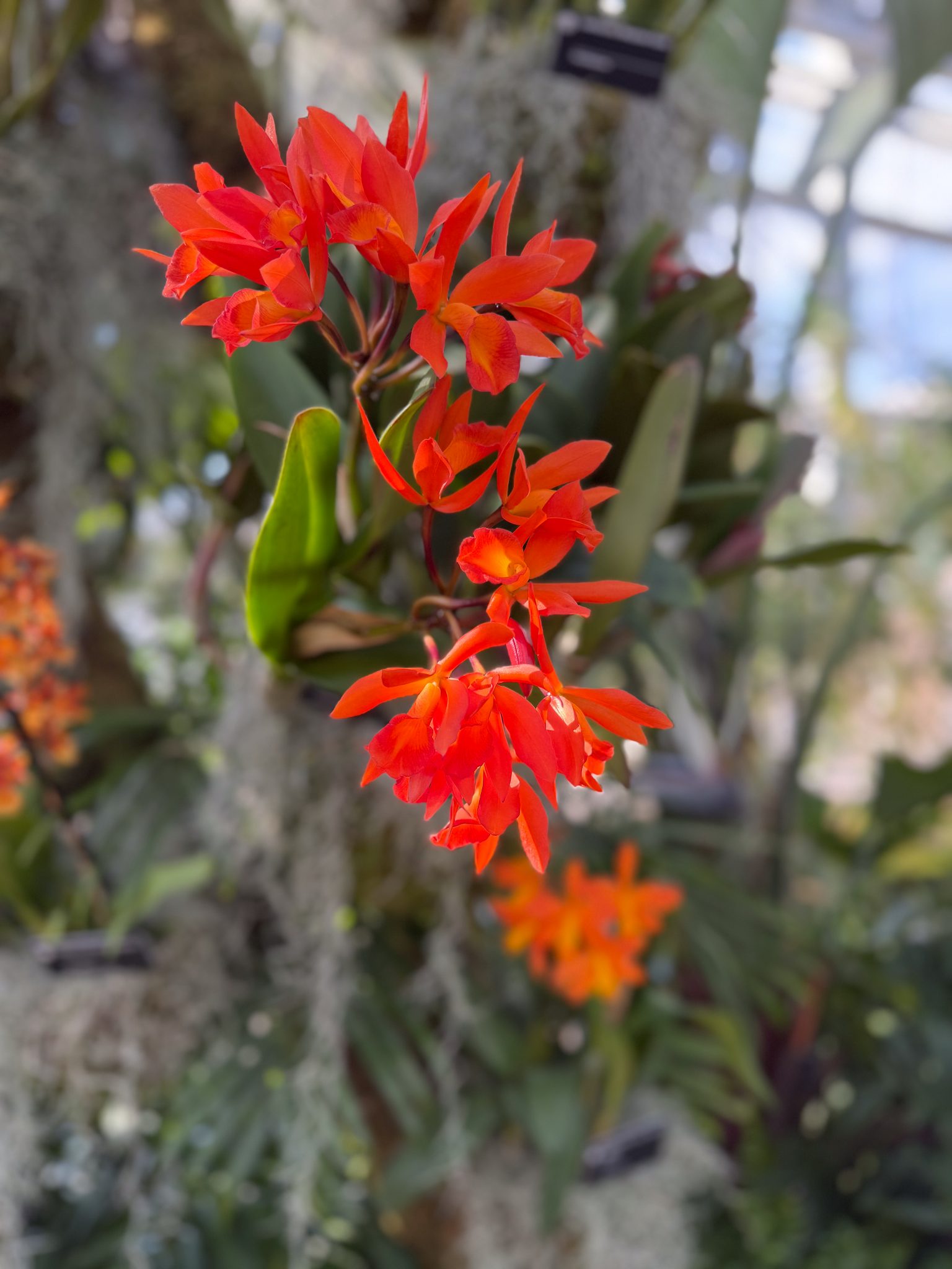 Photo 134 from 2026 Orchid Show