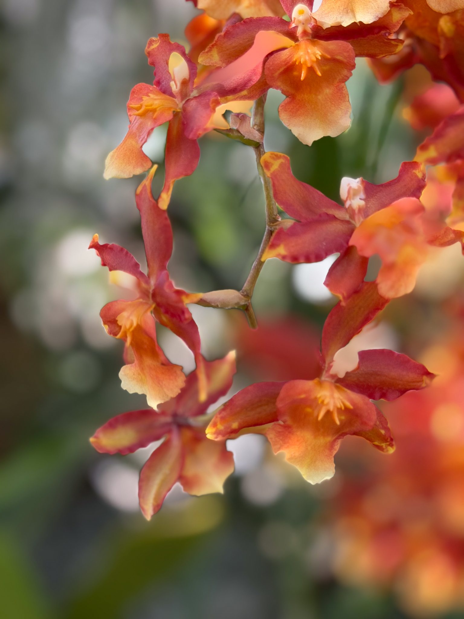 Photo 137 from 2026 Orchid Show