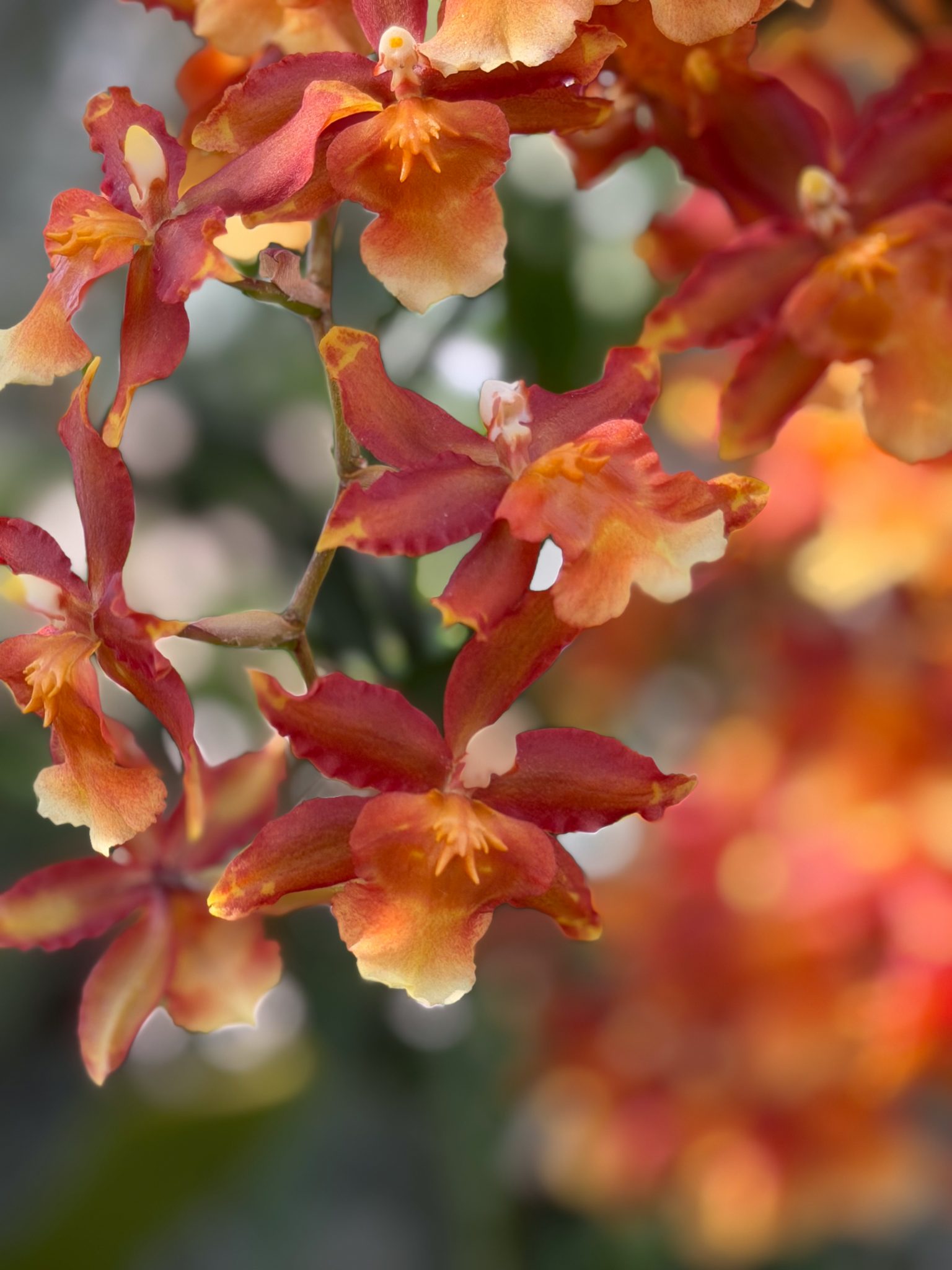 Photo 138 from 2026 Orchid Show