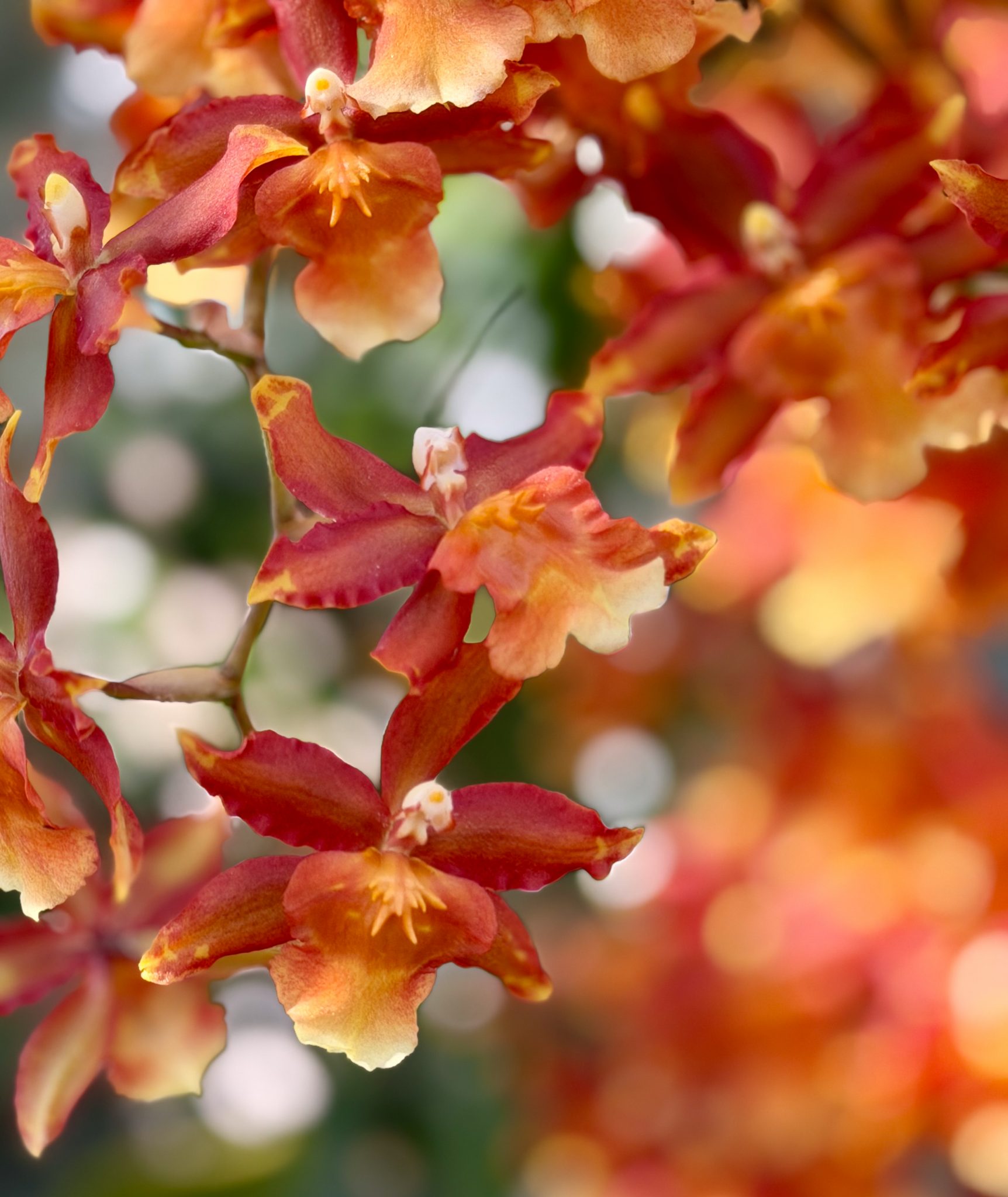 Photo 139 from 2026 Orchid Show