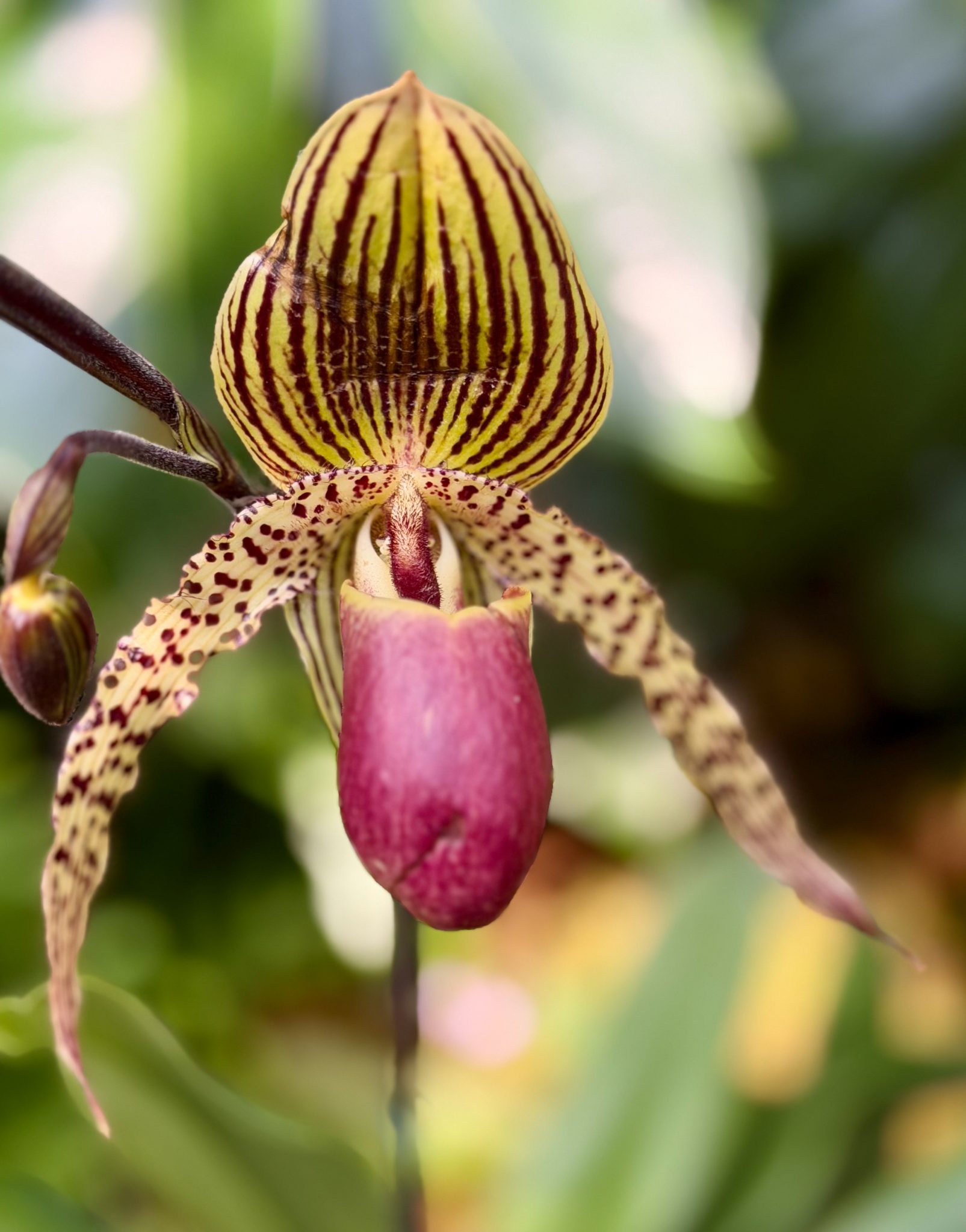 Photo 14 from 2026 Orchid Show